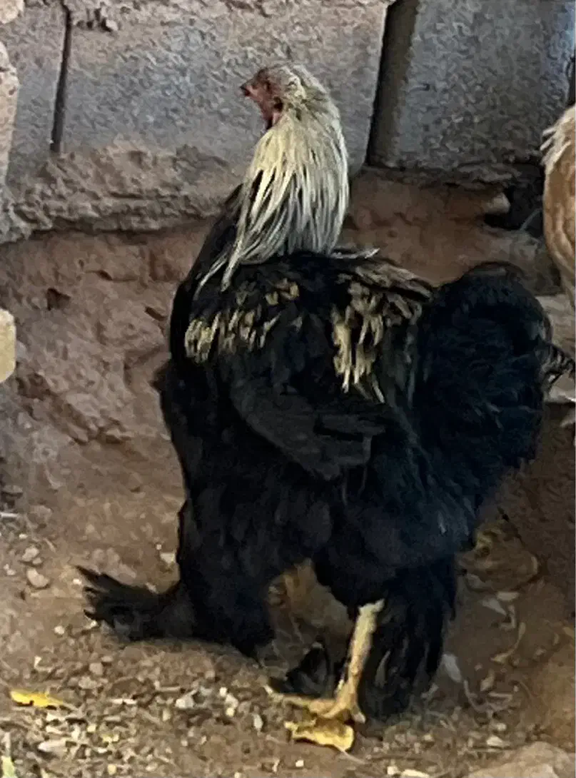 خروس برهما اصل|حیوانات مزرعه|یزد, |دیوار