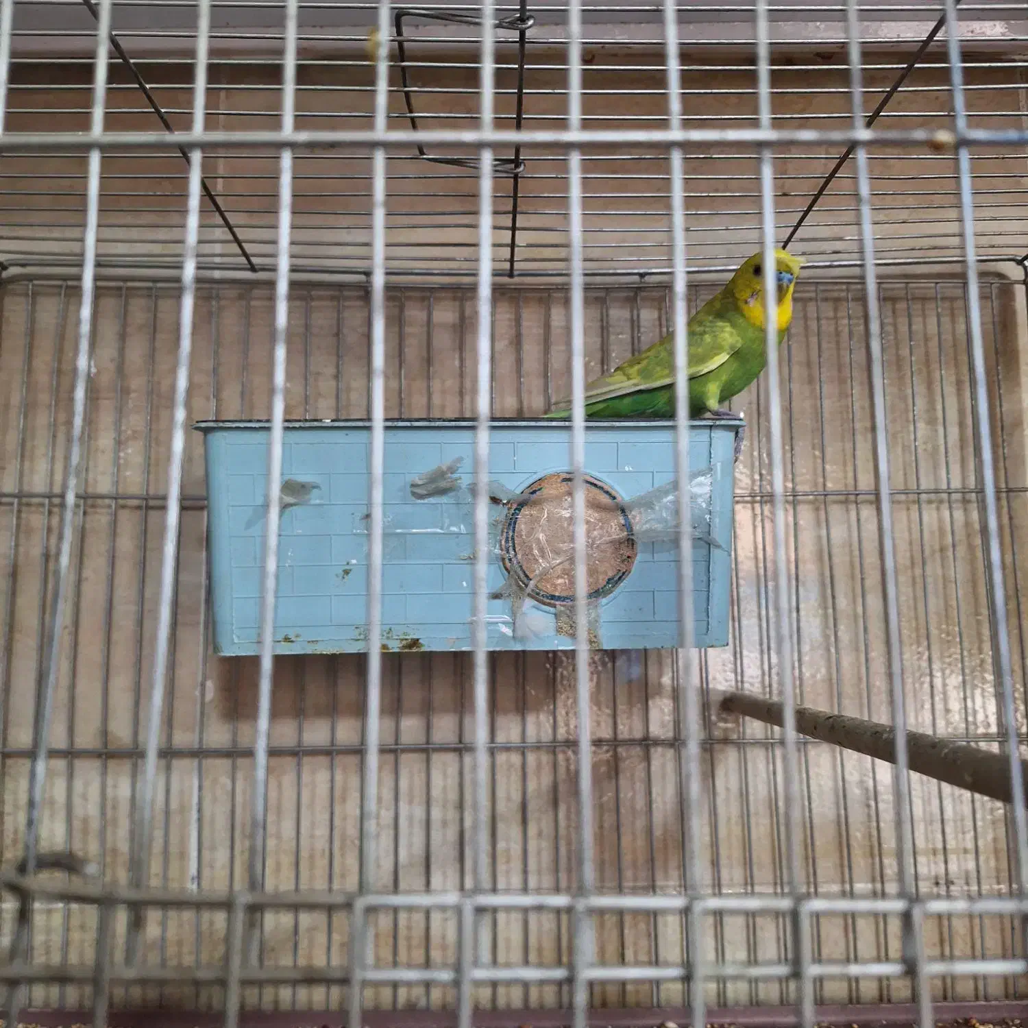 مرغ عشق|پرنده|هشتگرد, شهرک راه آهن|دیوار