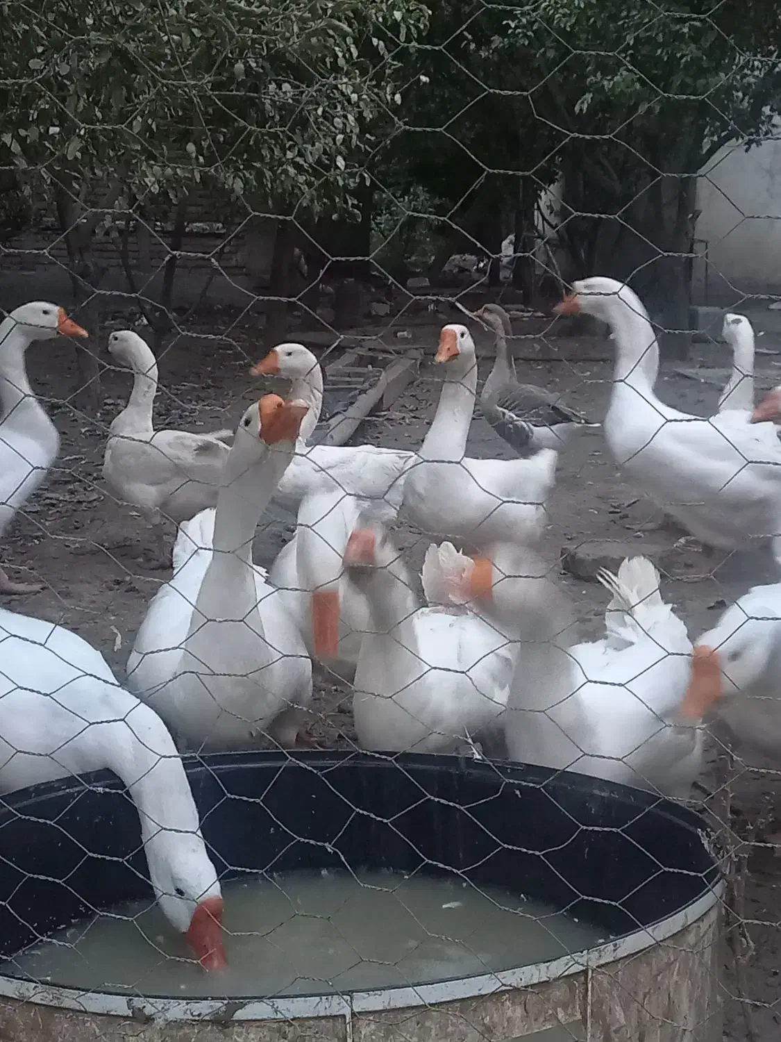 قو غاز|حیوانات مزرعه|پارس‌آباد, |دیوار