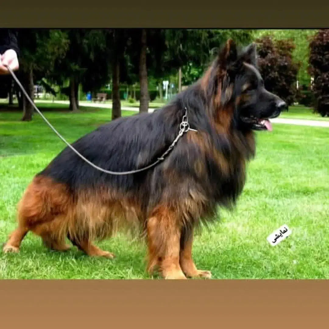 ژرمن شپرد نر برای کشش|سگ|شهریار, شهرک وائین|دیوار