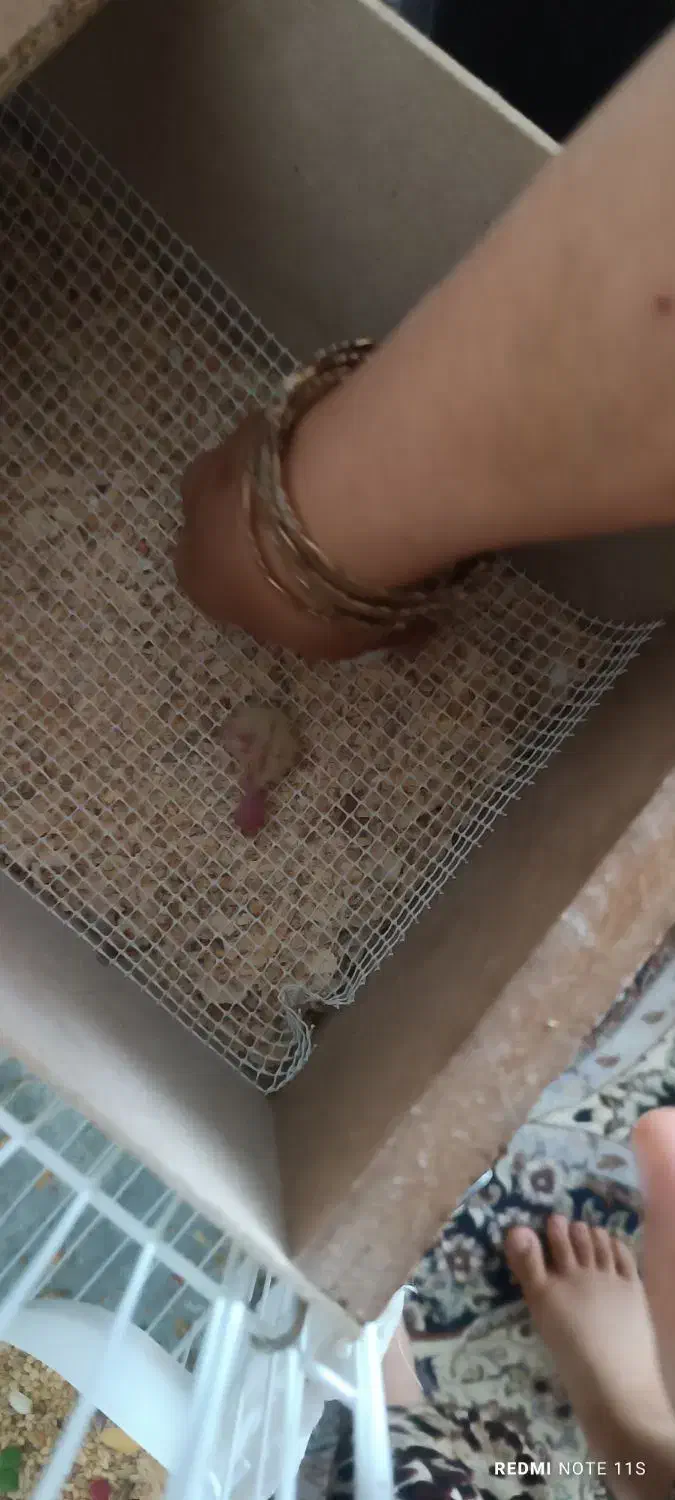 عروس هلندی|پرنده|تربت‌حیدریه, قائم|دیوار