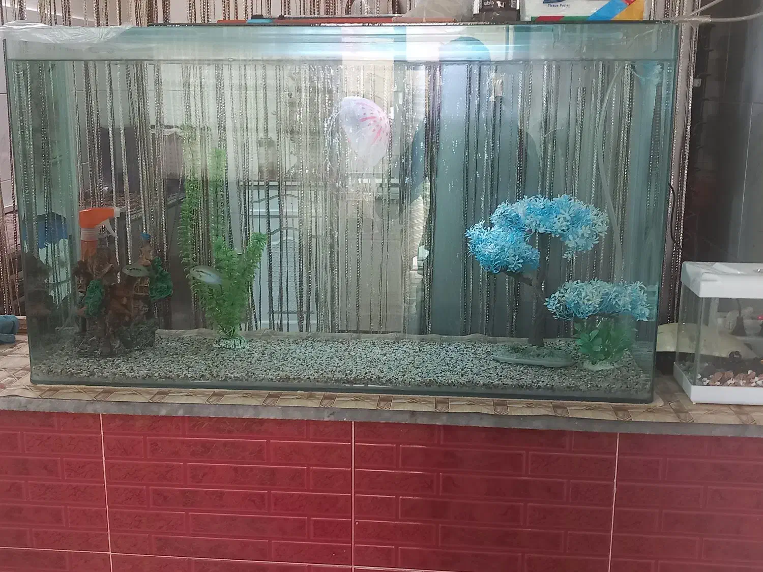 آکواریوم|ماهی|تبریز, |دیوار