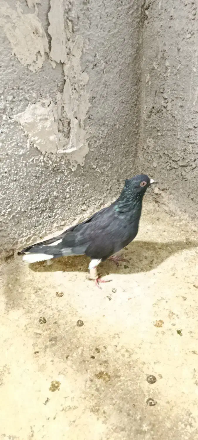 کبوتر دم سفید|پرنده|قزوین, |دیوار