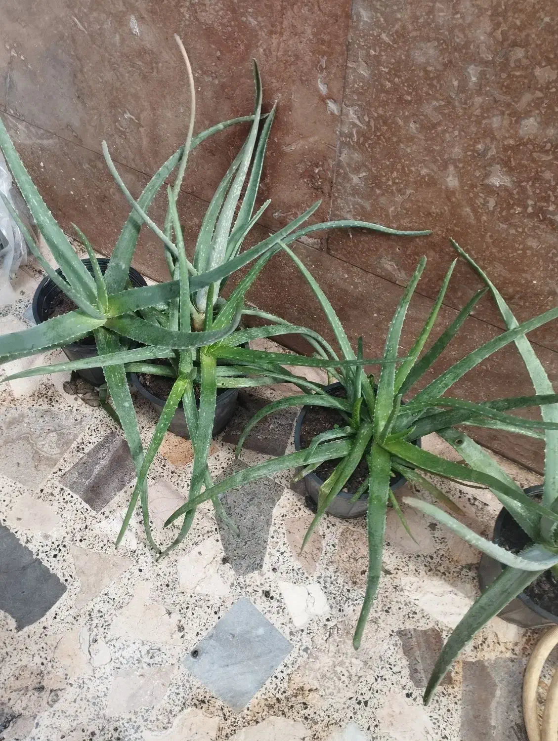 گل الوئه ورا|گل و گیاه طبیعی|رشت, استقامت ۲|دیوار