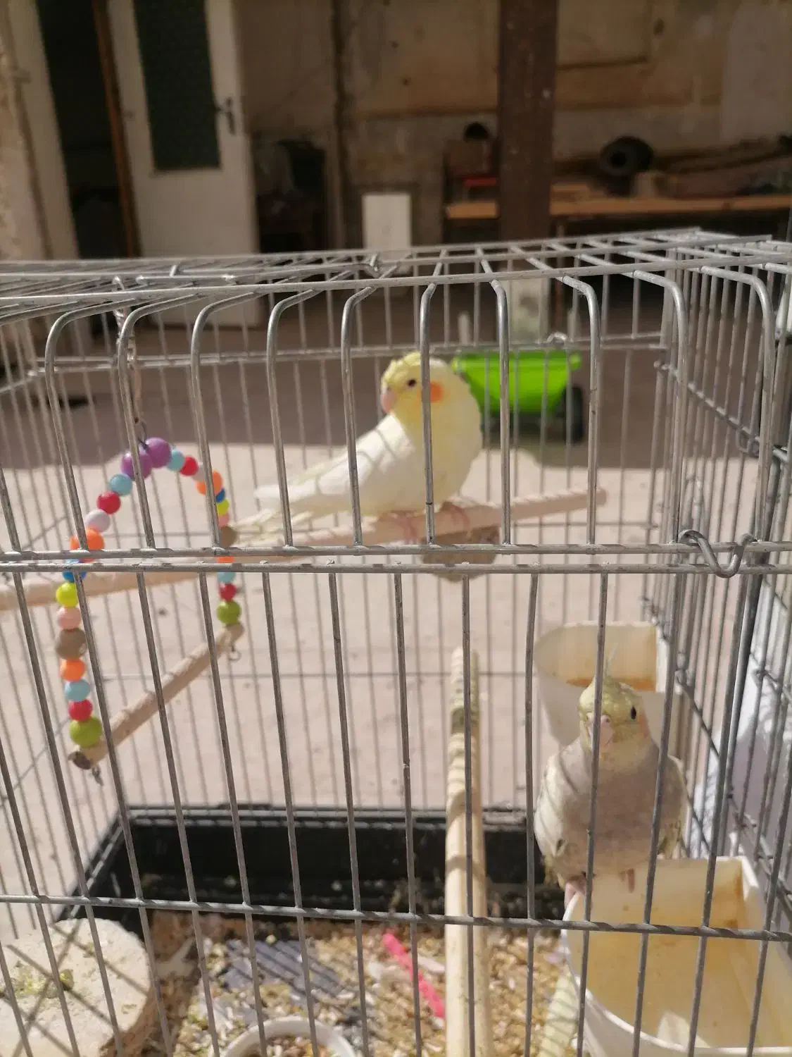 عروس هلندی|پرنده|ری, سرتخت|دیوار