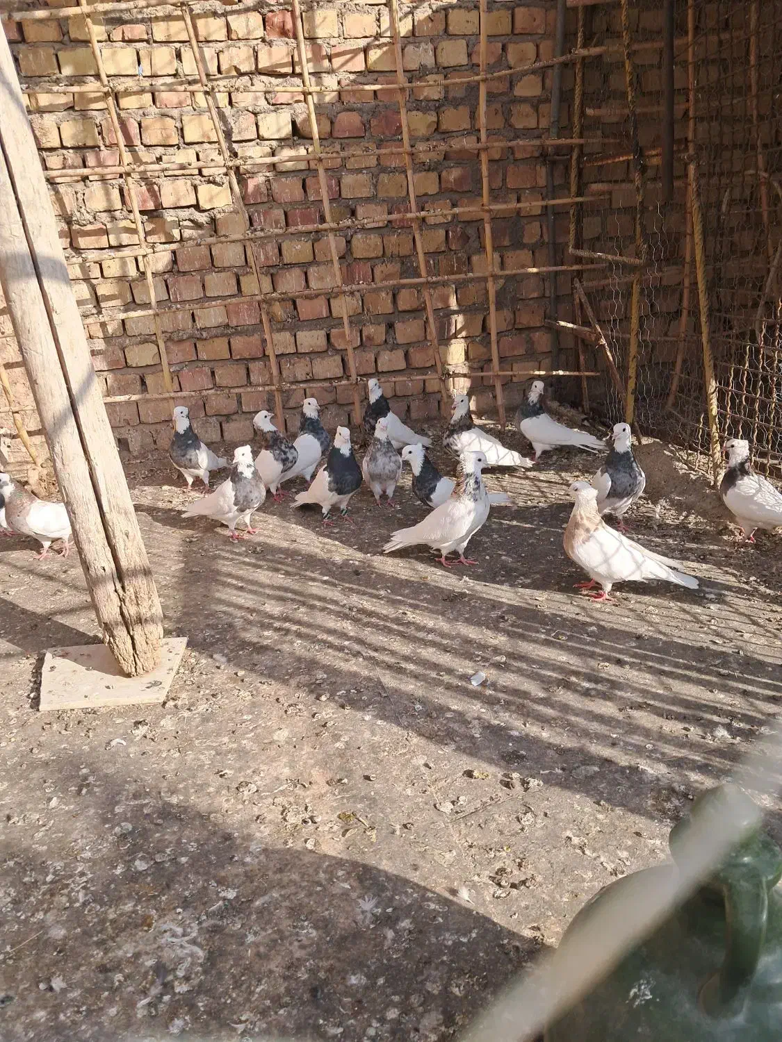 طوقی همه رنگ|پرنده|نوده انقلاب, |دیوار