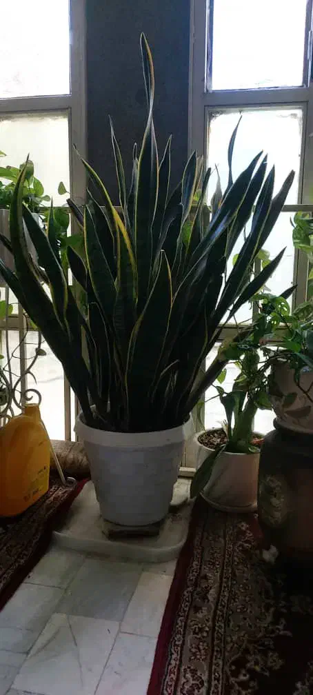 گل سانسوریا|گل و گیاه طبیعی|ری, منصوریه منگل|دیوار