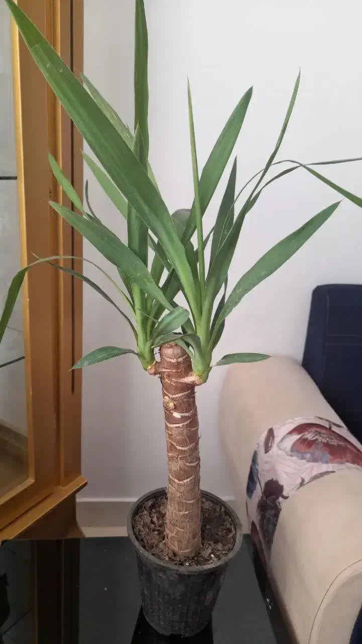 گل طبیعی|گل و گیاه طبیعی|بیرجند, |دیوار