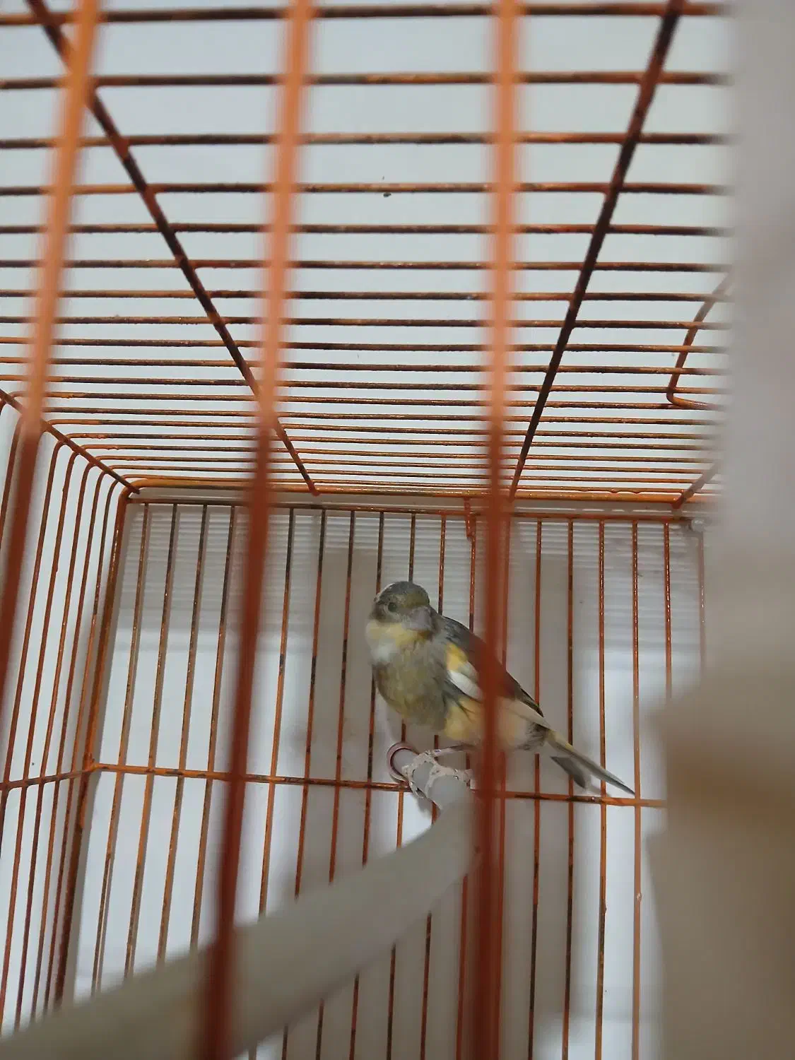 قناری جوجه ۹ماه|پرنده|سمنان, |دیوار