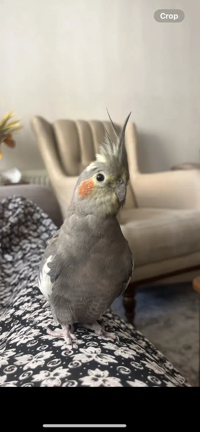 گمشده|پرنده|تنکابن, |دیوار