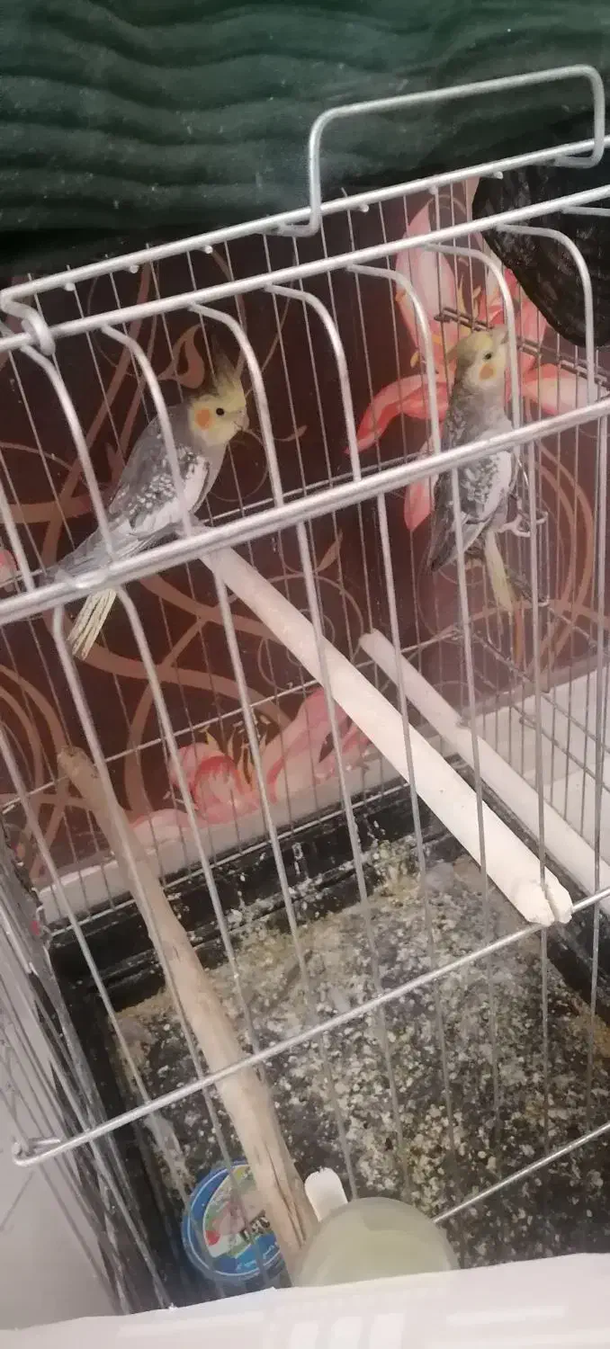 3عدد عروس هلندی نر|پرنده|اقبالیه, |دیوار