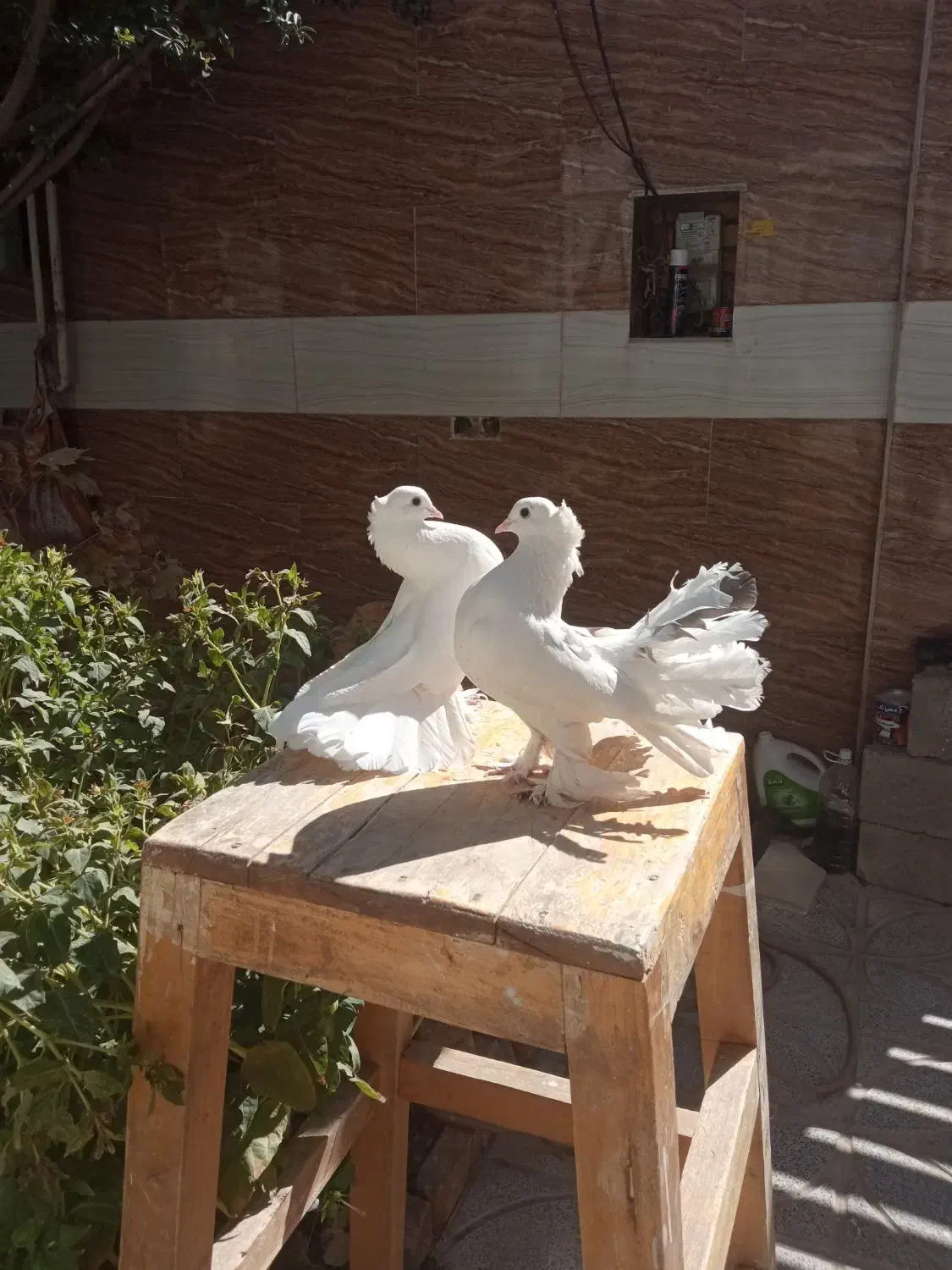 دمچتری با جوجه|پرنده|شهرکرد, |دیوار