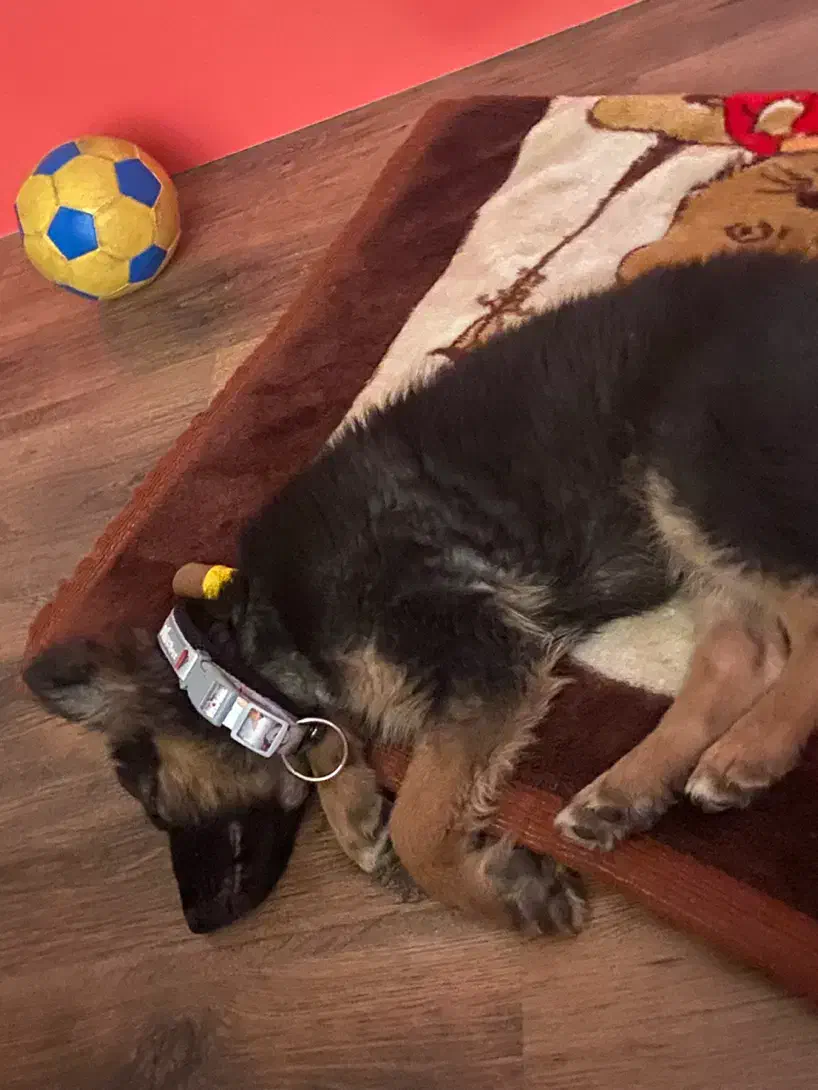 ژرمن شپرد|سگ|تهران, جنت‌آباد مرکزی|دیوار