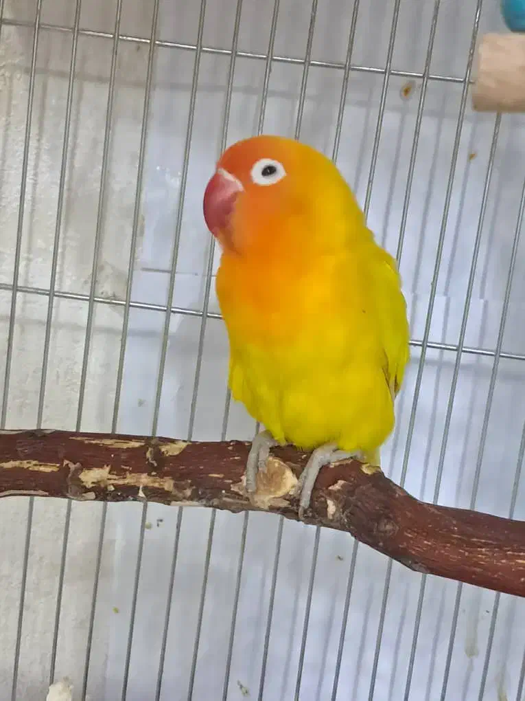 طوطی برزیلی مولد|پرنده|اصفهان, ملک‌شهر|دیوار