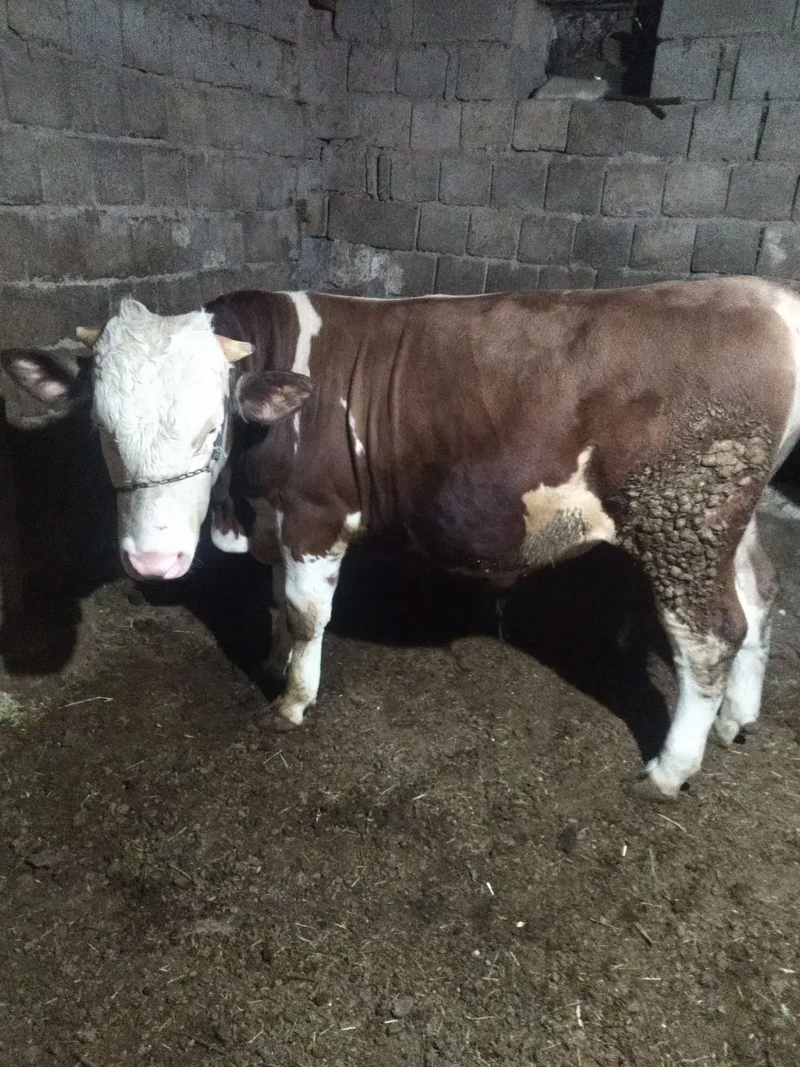 فروش گوساله نر|حیوانات مزرعه|امام, |دیوار