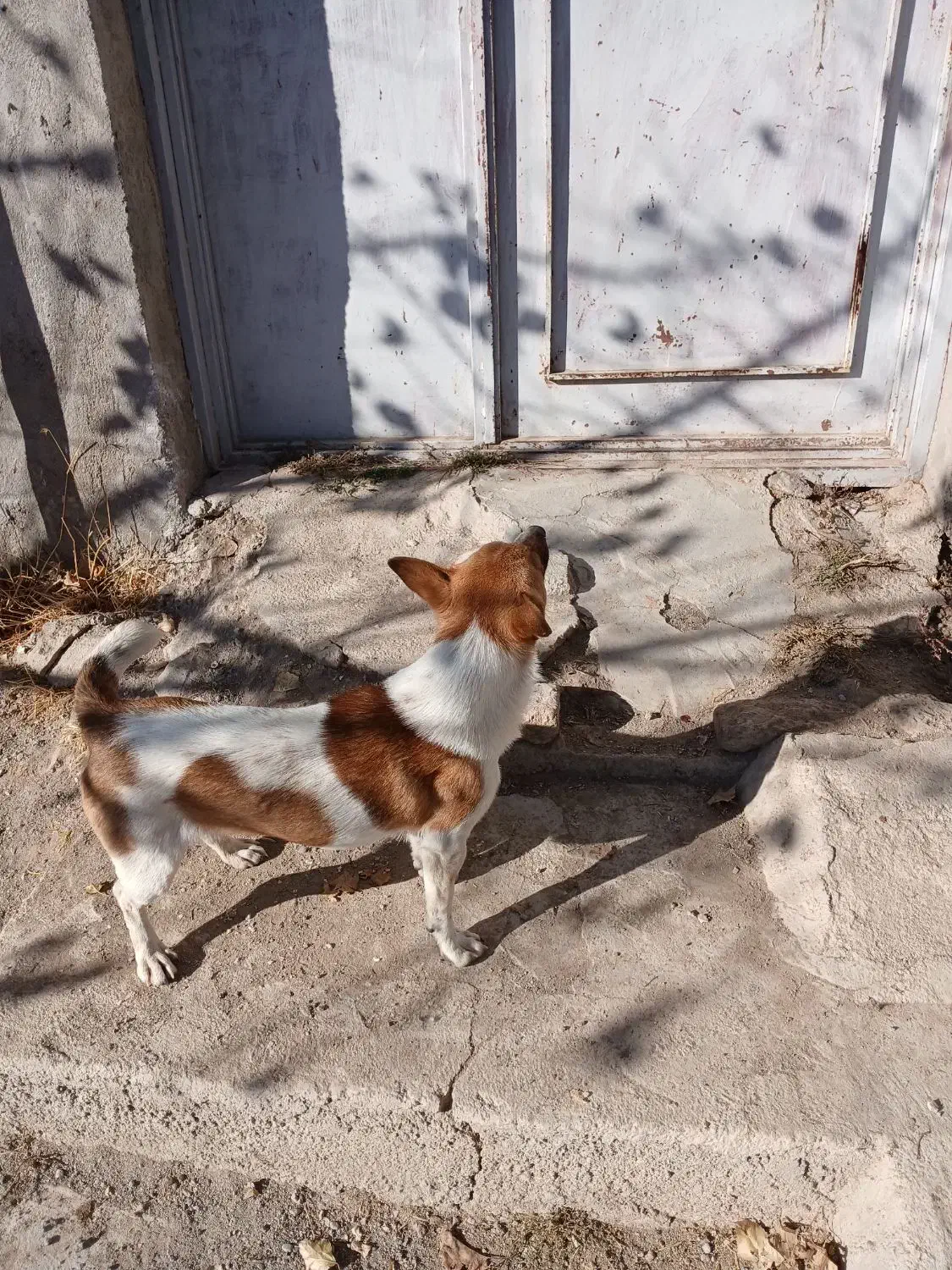 فروش سگ پاکوتاه قیمت ۱۰میلیون|سگ|هشترود, |دیوار