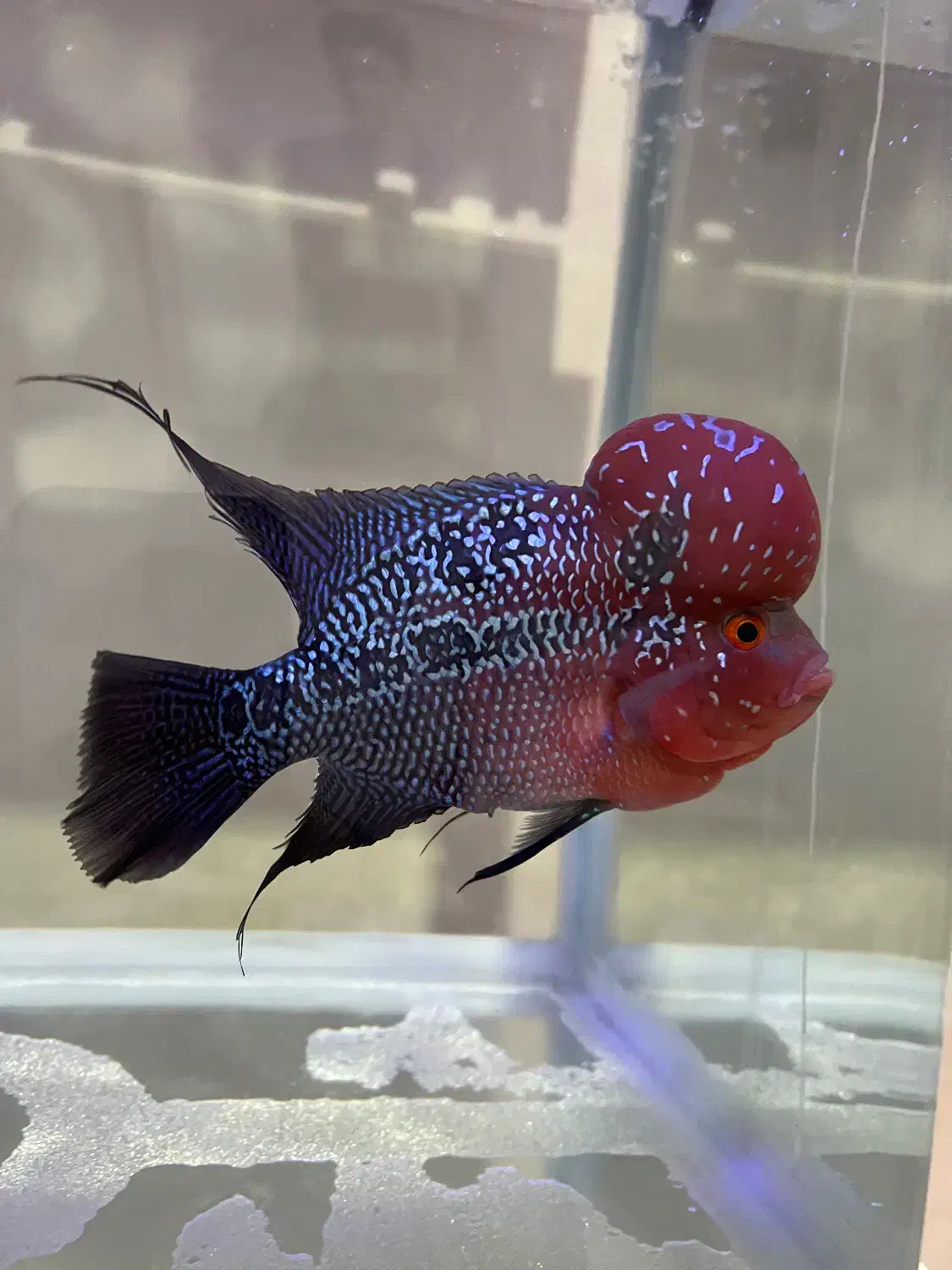 آکواریوم شرکتی دلسا با ماهی فلاور|ماهی|تبریز, |دیوار