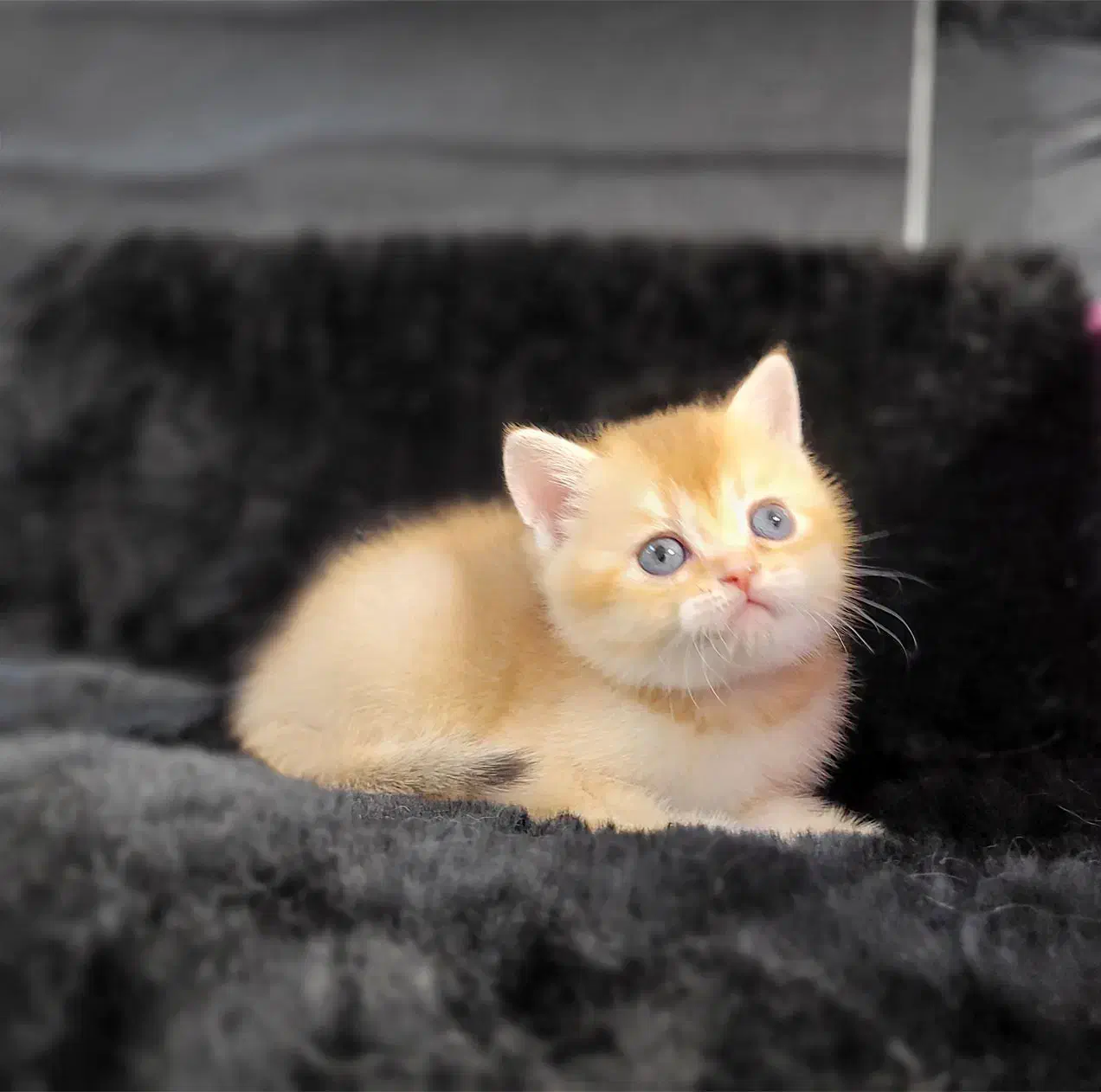 بچه گربه بریتیش ny12|گربه|تهران, درب دوم|دیوار