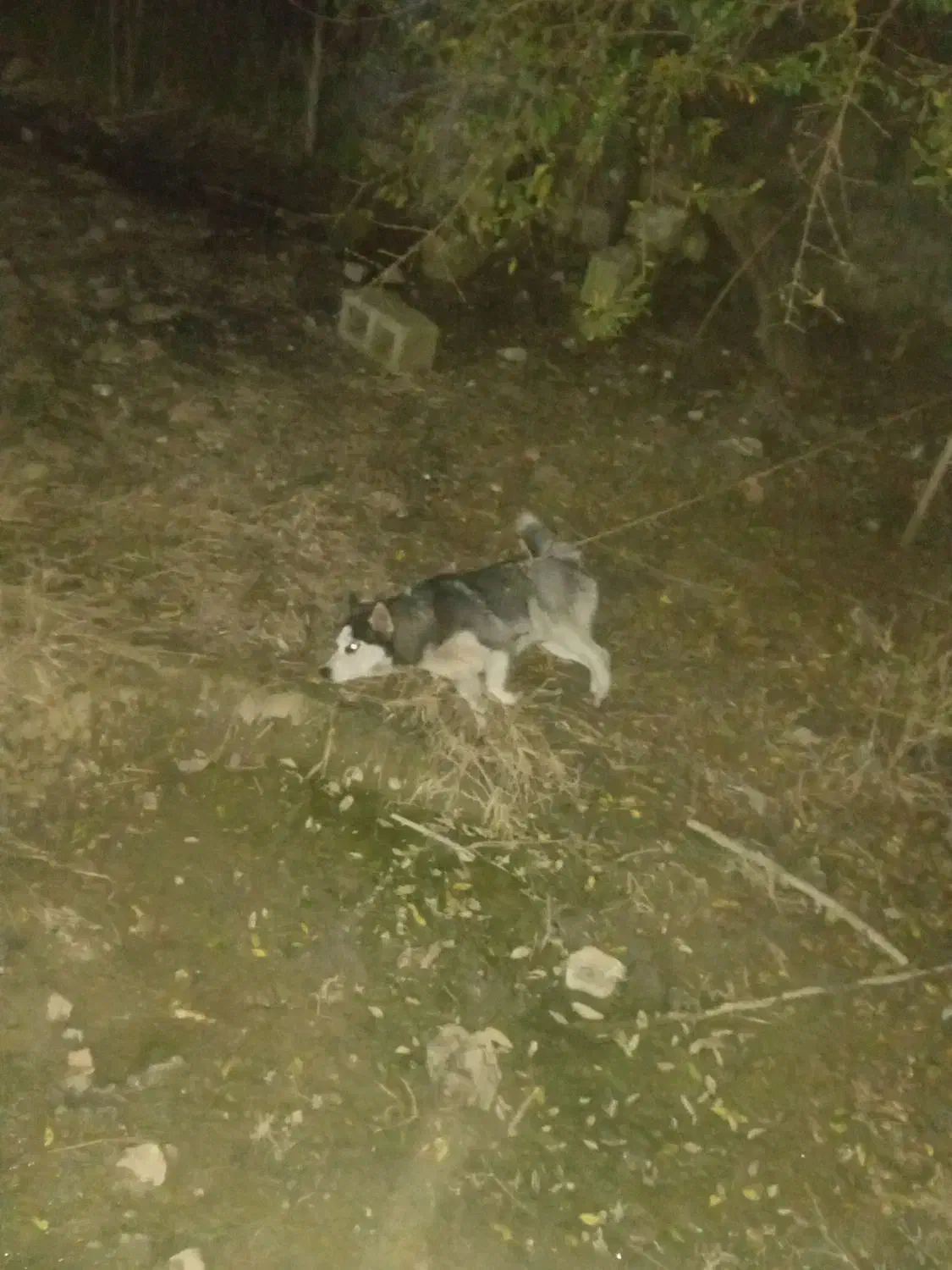 واگذاری توله هاسکی|سگ|بندر انزلی, چهارفریضه|دیوار