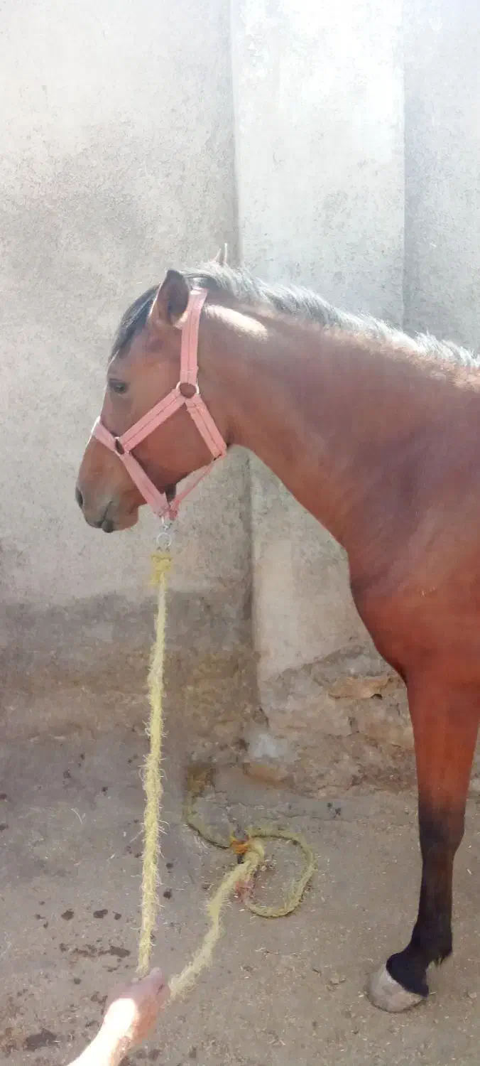 مادیان|اسب و تجهیزات اسبسواری|خرمآباد, |دیوار