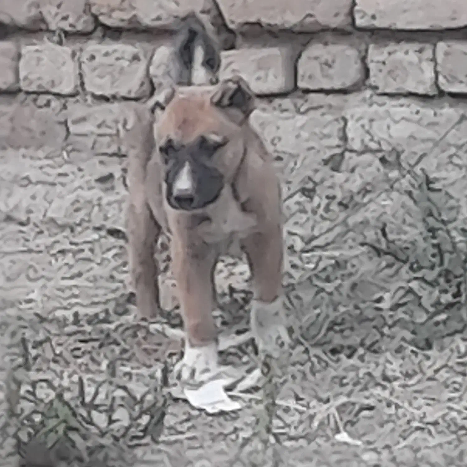 واگذاری سگ سرابی اصیل|سگ|مرند, |دیوار