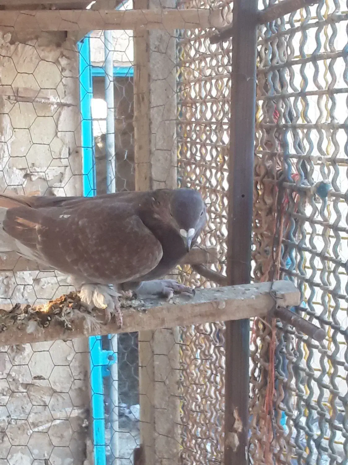 با سلام نرسرخ پرپا پرشی|پرنده|قنوات, |دیوار