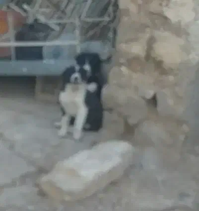 سگ قدرجونی|سگ|زرقان, |دیوار