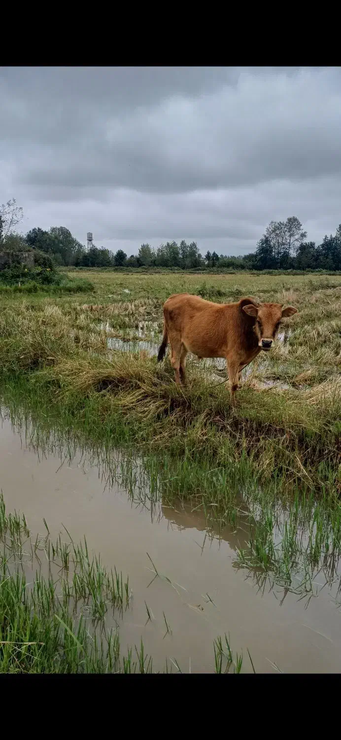 گاو گمشده مژدگانی خوب|حیوانات|آستانه اشرفیه, |دیوار
