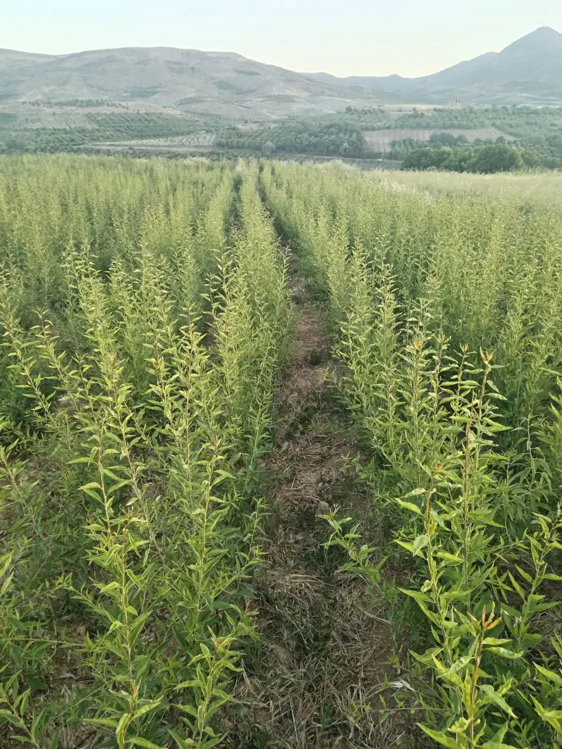 نهالستان بادام جعفری|خدمات باغبانی و درختکاری|سپیدان, |دیوار