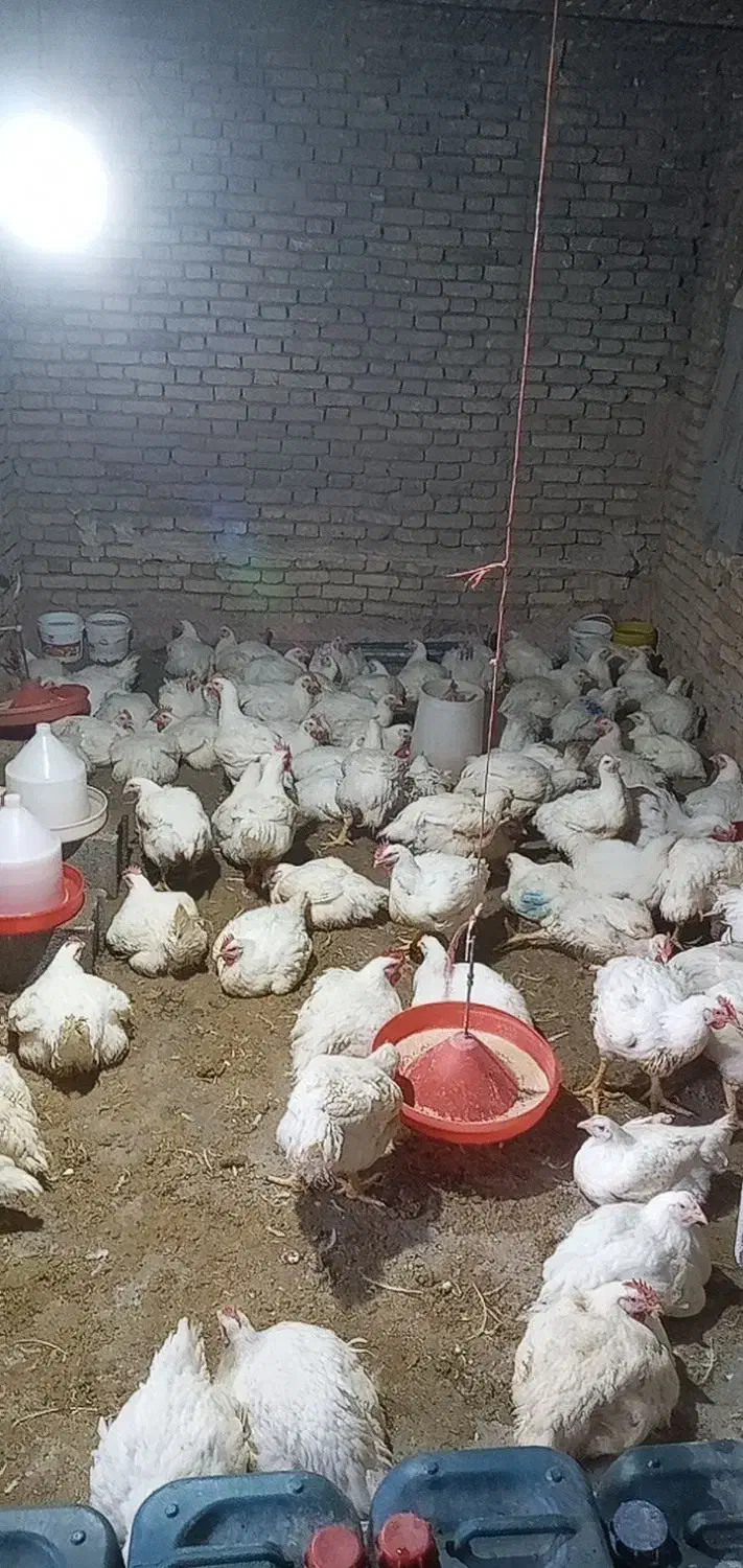 مرغ زنده گوشتی یا   کشتی شهر فارسان|حیوانات مزرعه|فارسان, |دیوار