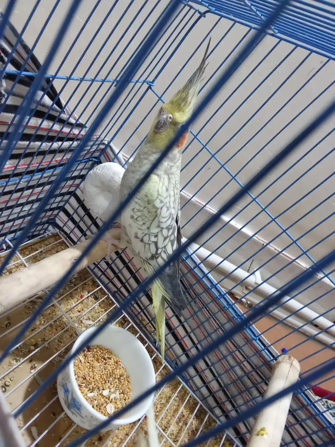 عروس هلندی مرواریدی ماده|پرنده|سجاس رود, |دیوار