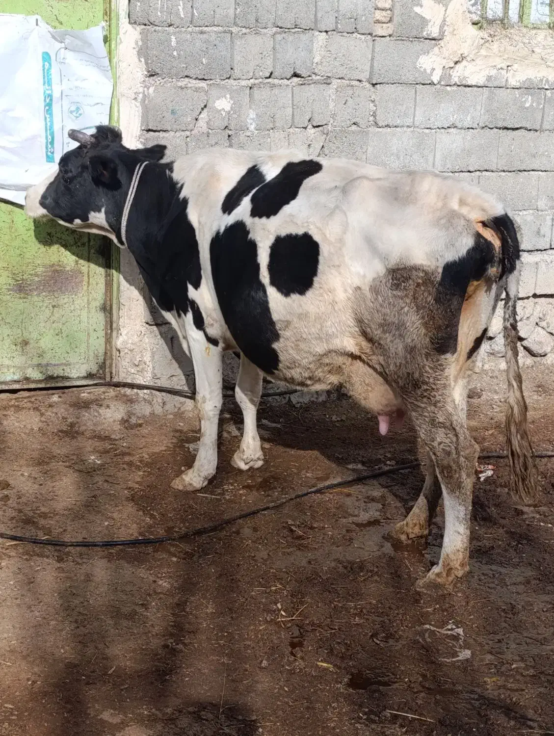 گاو شیری با گوساله ماده|حیوانات مزرعه|قره قوین, |دیوار