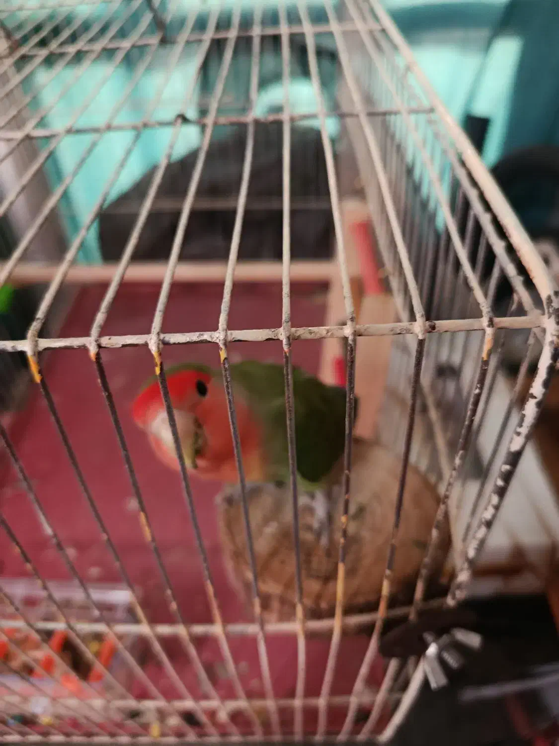 طوطی دستی|پرنده|کرج, استاندارد|دیوار