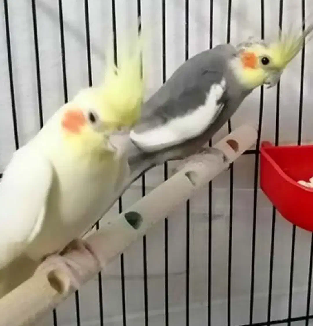 یک جفت عروس هلندی|پرنده|سمنان, |دیوار