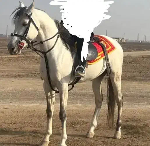 اسب ترکمن 5ساله|اسب و تجهیزات اسب‌سواری|مشهد, الهیه|دیوار