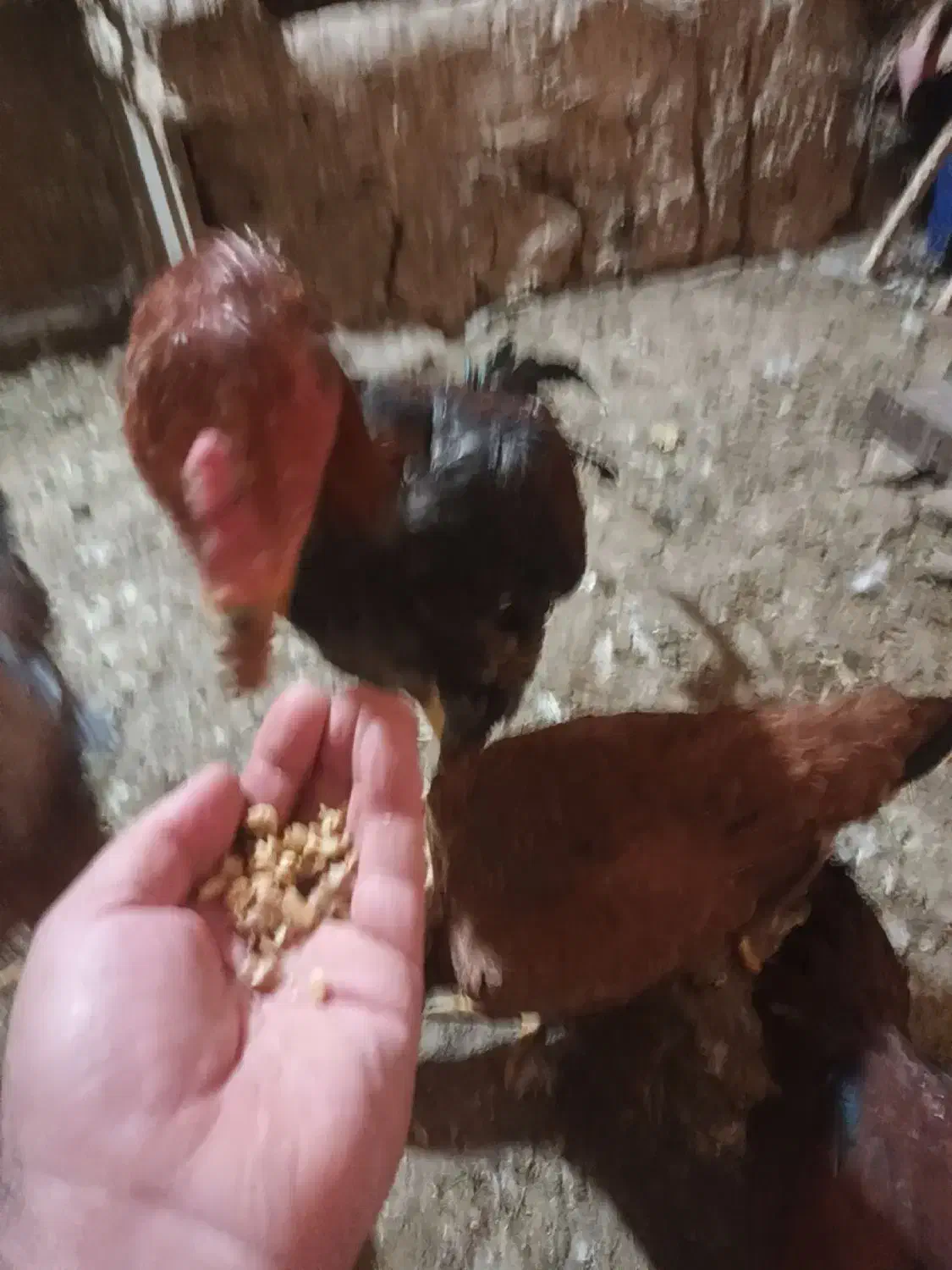 خروس لاری  افغان شش ماهه|حیوانات مزرعه|خرمدره, |دیوار