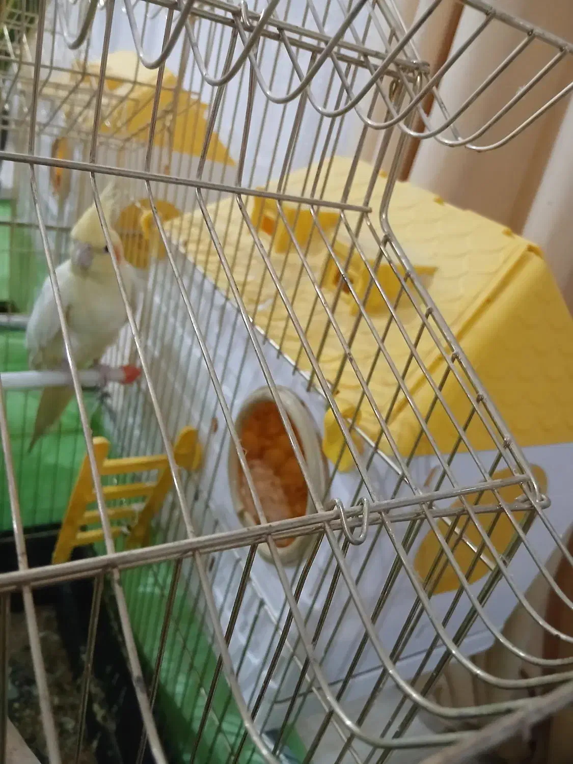 دوجفت عروس هلندی نروماده با چهار تا تخم مرغ سالم|پرنده|اردبیل, |دیوار