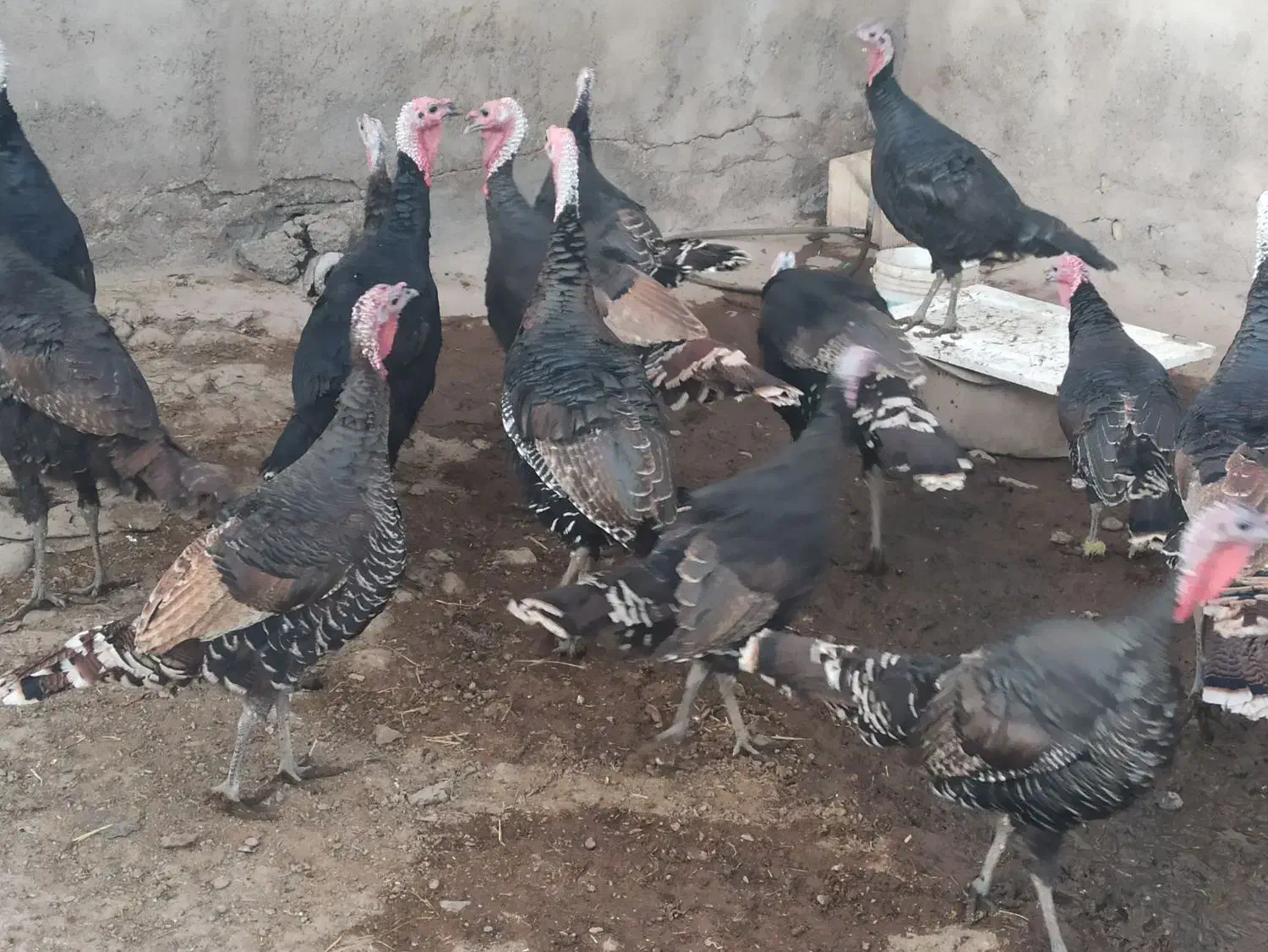 بوقلمون|حیوانات مزرعه|میانه, |دیوار