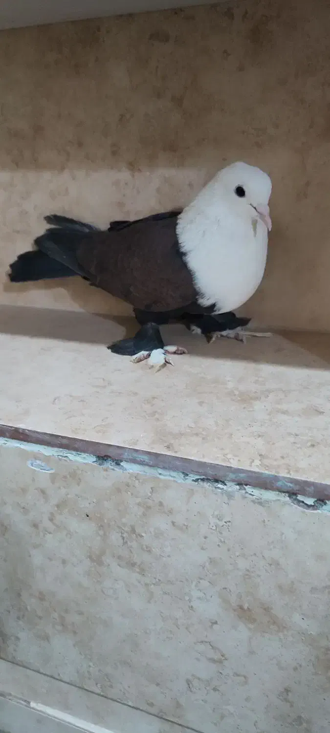 کفتر کل سفید یا کربلایی مهر فروش و معاوضه|پرنده|قنوات, |دیوار