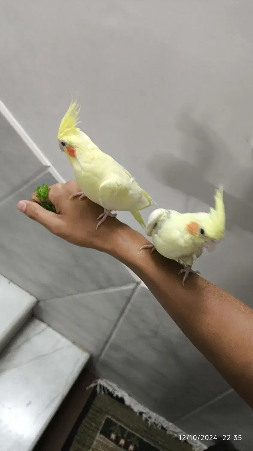 عروس هلندی گم شده بلوار مادر|حیوانات|جهرم, |دیوار