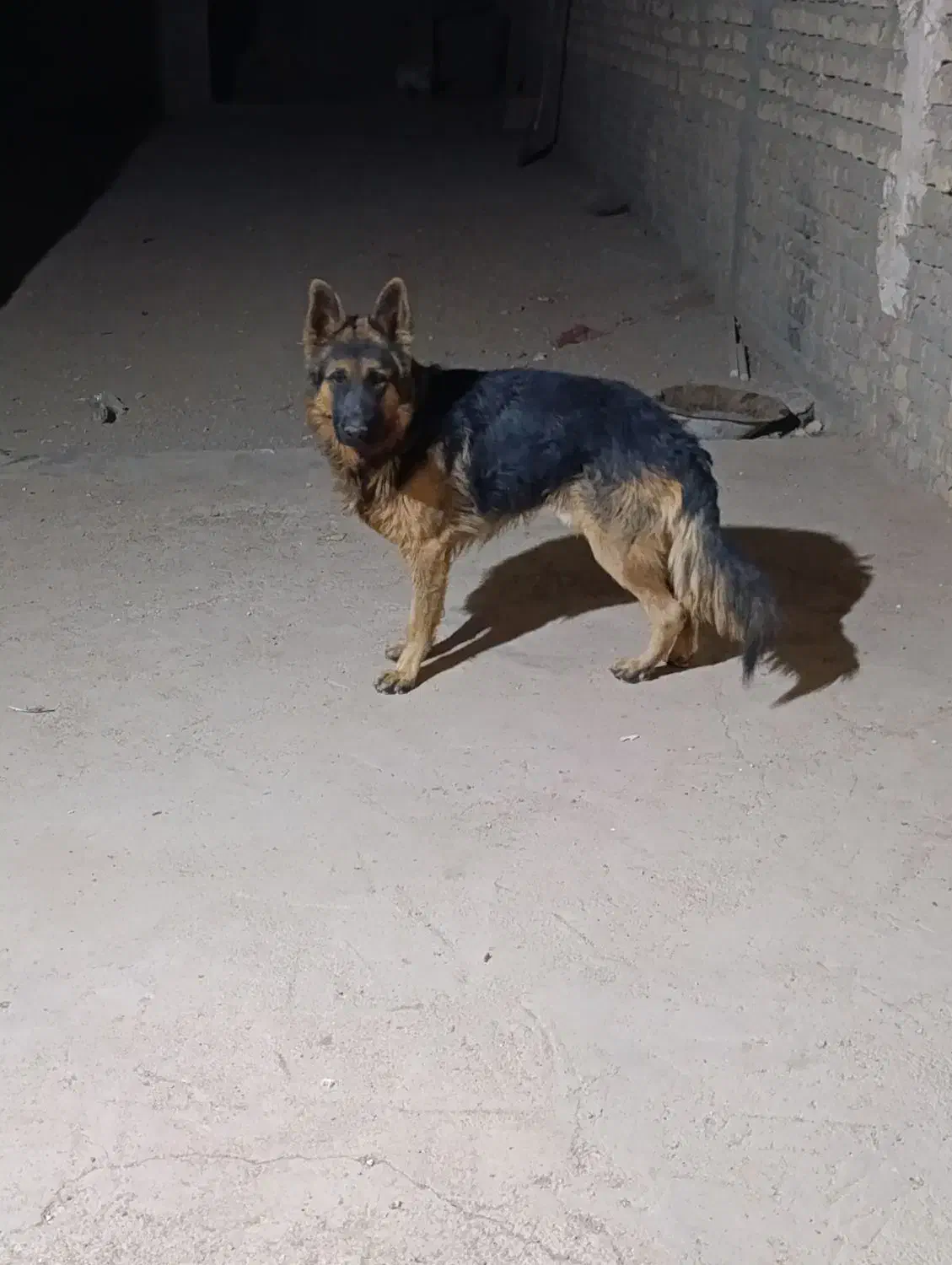 سگ ژرمن دهن پاک|سگ|ساوه, |دیوار