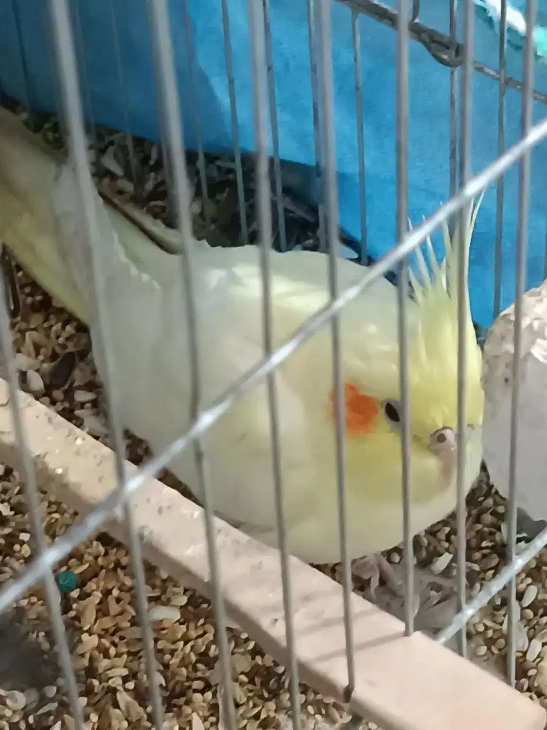 عروس هلندی|پرنده|میناب, |دیوار