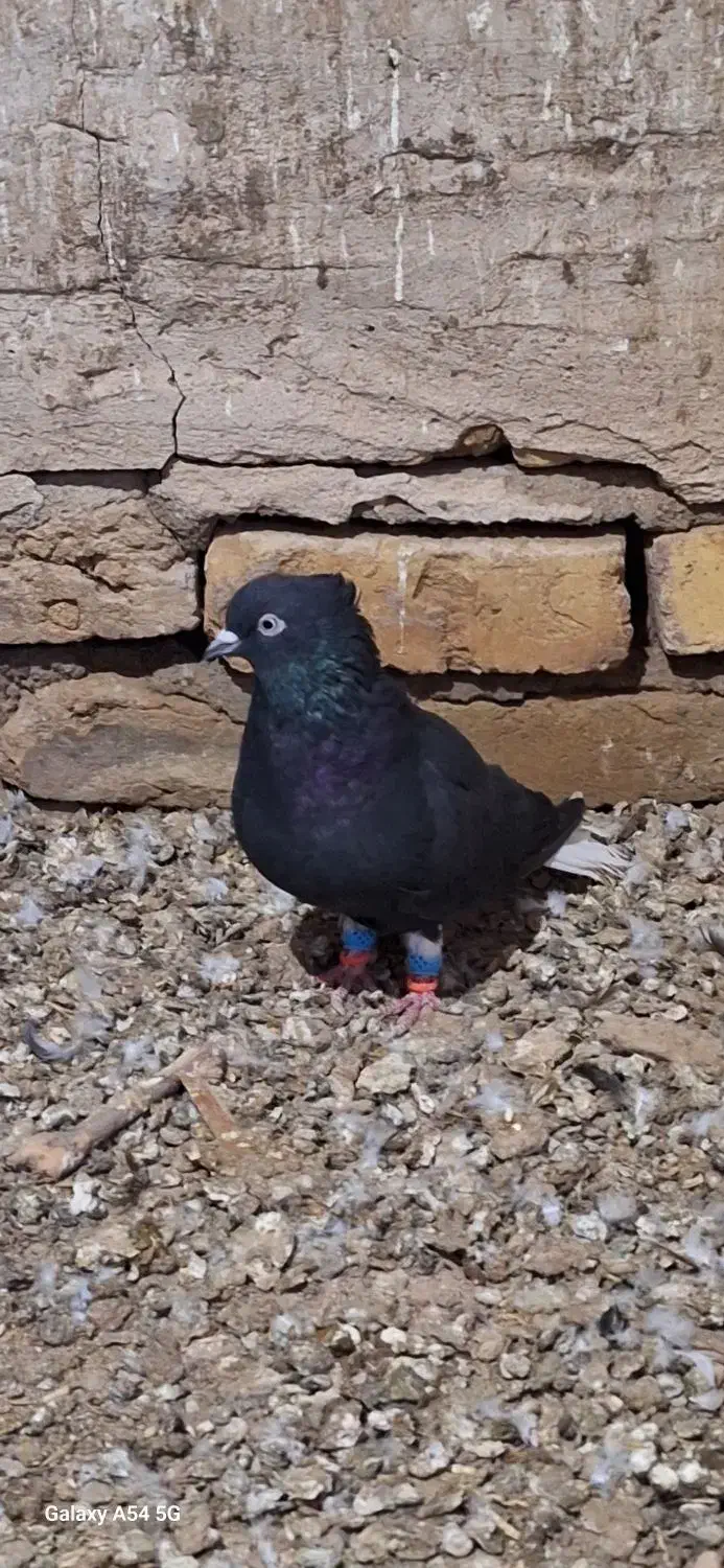 کبوتر|پرنده|بشاریات, |دیوار