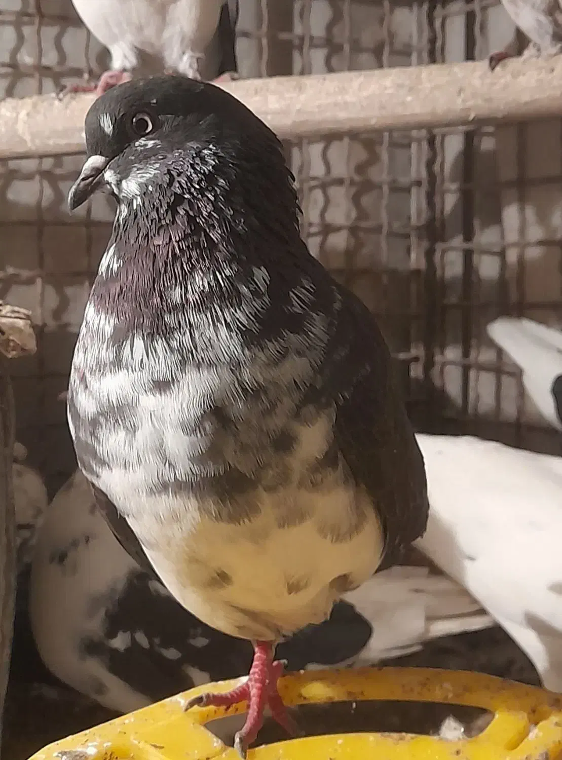 فروش ۷ یا ۸ تا کفتر|پرنده|هشتگرد, شهرک ولیعصر (مصلی)|دیوار