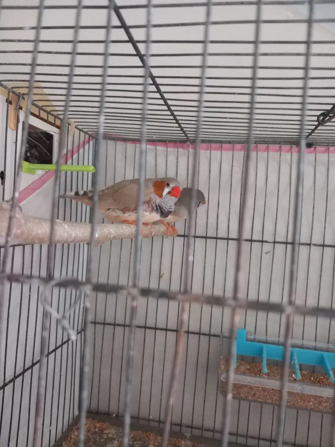 فنچ|پرنده|ملارد, |دیوار