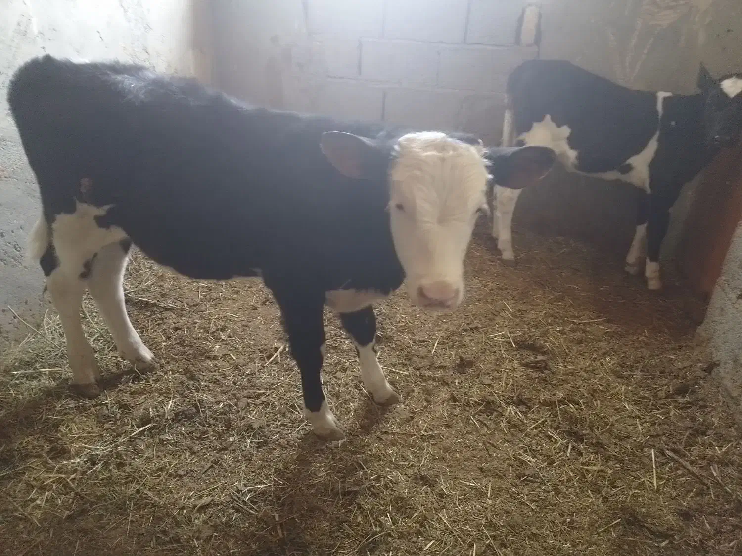 گوساله سیمنتال دو عدد|حیوانات مزرعه|تبریز, |دیوار