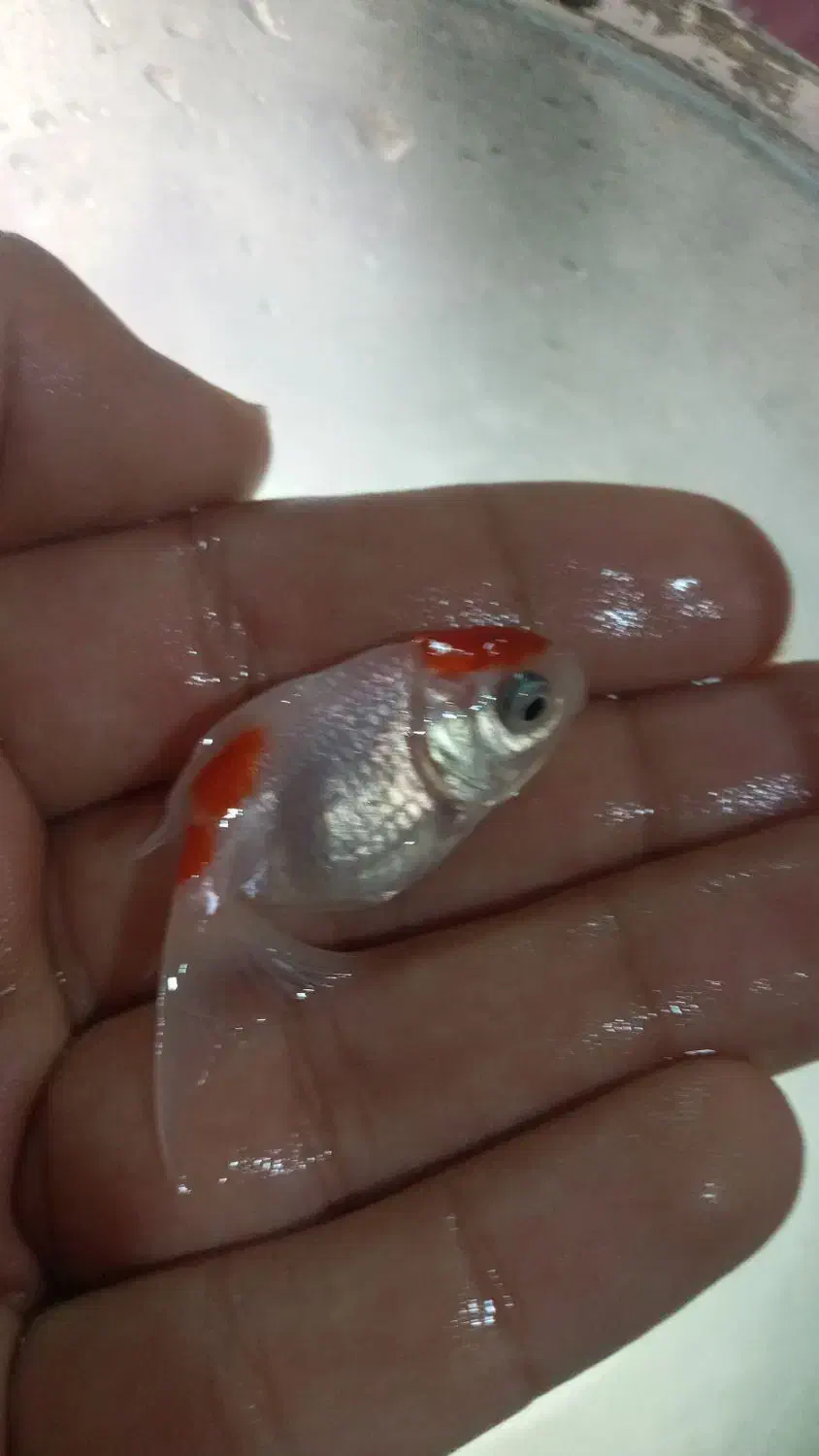 ماهی گلدفیش تاج دار|ماهی|کاشان, گارزگاه|دیوار