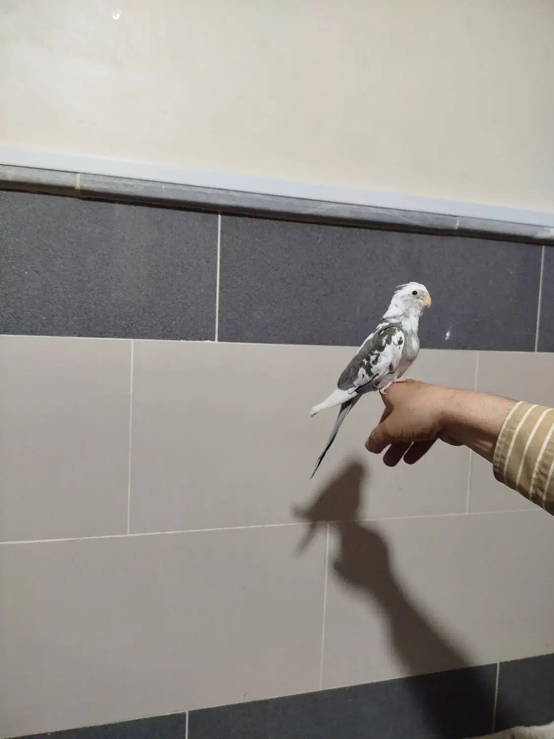 عروس هلندی البینو دوکت|پرنده|جوین, |دیوار