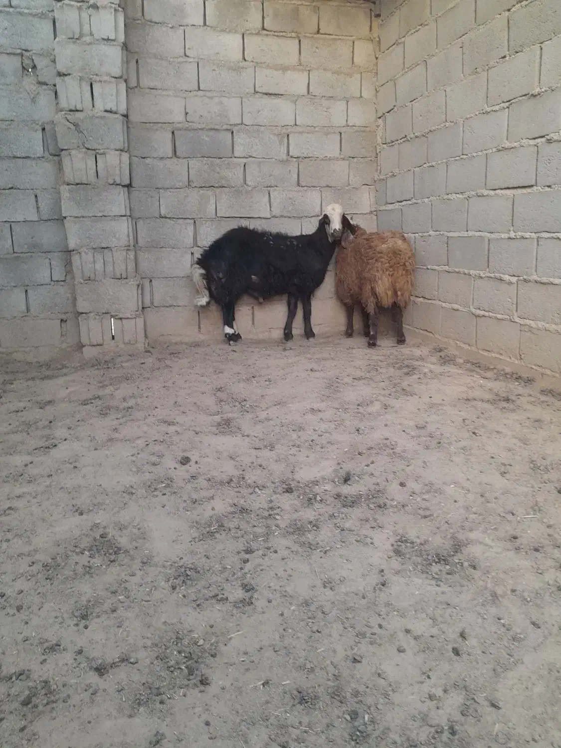 بره قوچی خوشکل و خوشتیپ جنس دار|حیوانات مزرعه|تربت جام, میان جام|دیوار