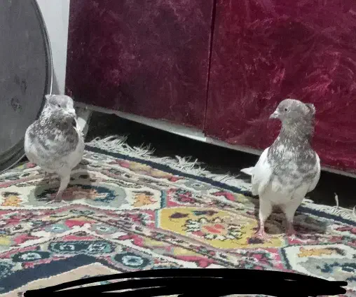 یک جفت کفتر کله سرخ|پرنده|بم, |دیوار